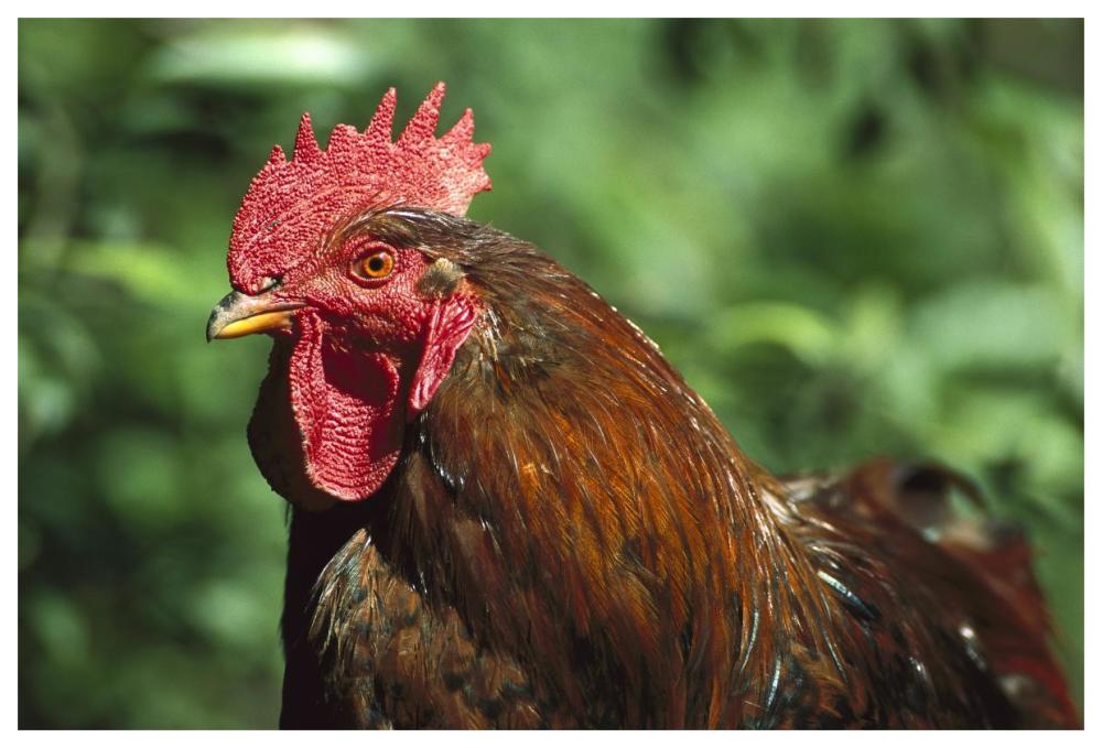 Domestic Chicken rooster, northern Germany-Paper Art-62"x42"