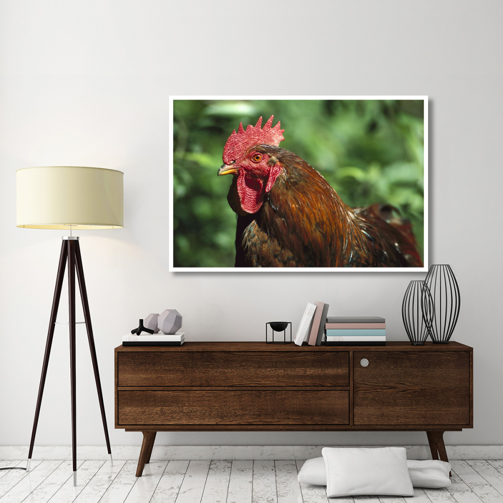 Domestic Chicken rooster, northern Germany-Paper Art-62&quotx42"