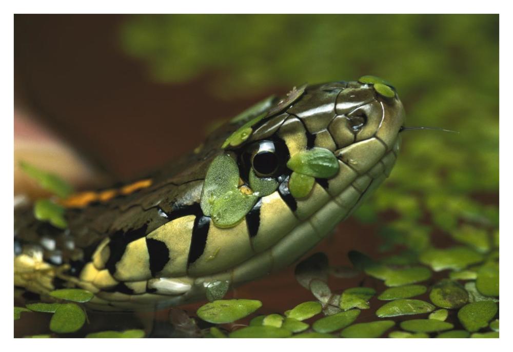 Common Garter Snake in water with duckweed, native to North America-Paper Art-38"x26"