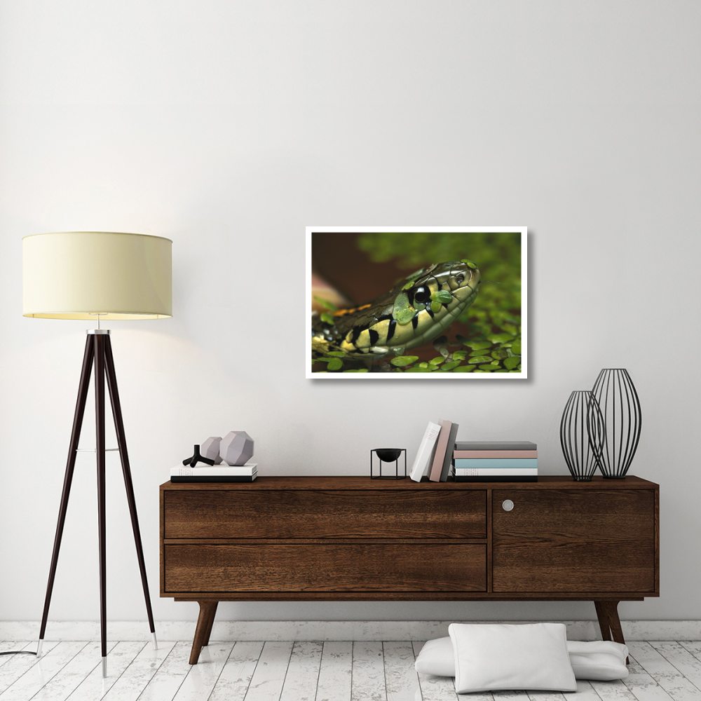 Common Garter Snake in water with duckweed, native to North America-Paper Art-38&quotx26"
