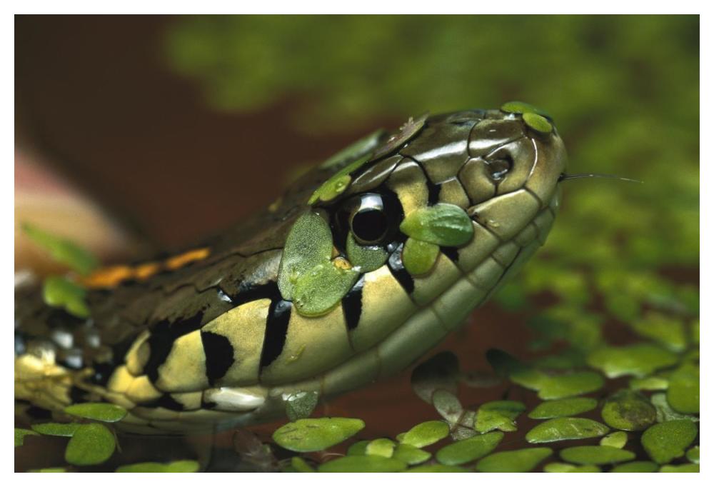 Common Garter Snake in water with duckweed, native to North America-Paper Art-50"x34"