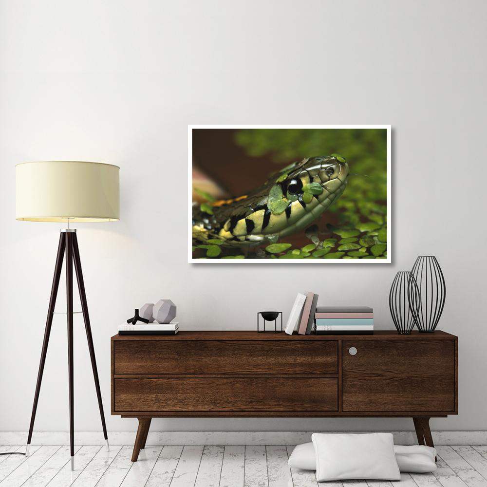 Common Garter Snake in water with duckweed, native to North America-Paper Art-50&quotx34"