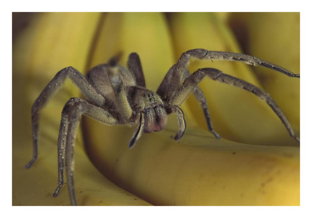 Hunting Spider or Banana Spider walking on Bananas, native to Central America-Paper Art-26"x18"
