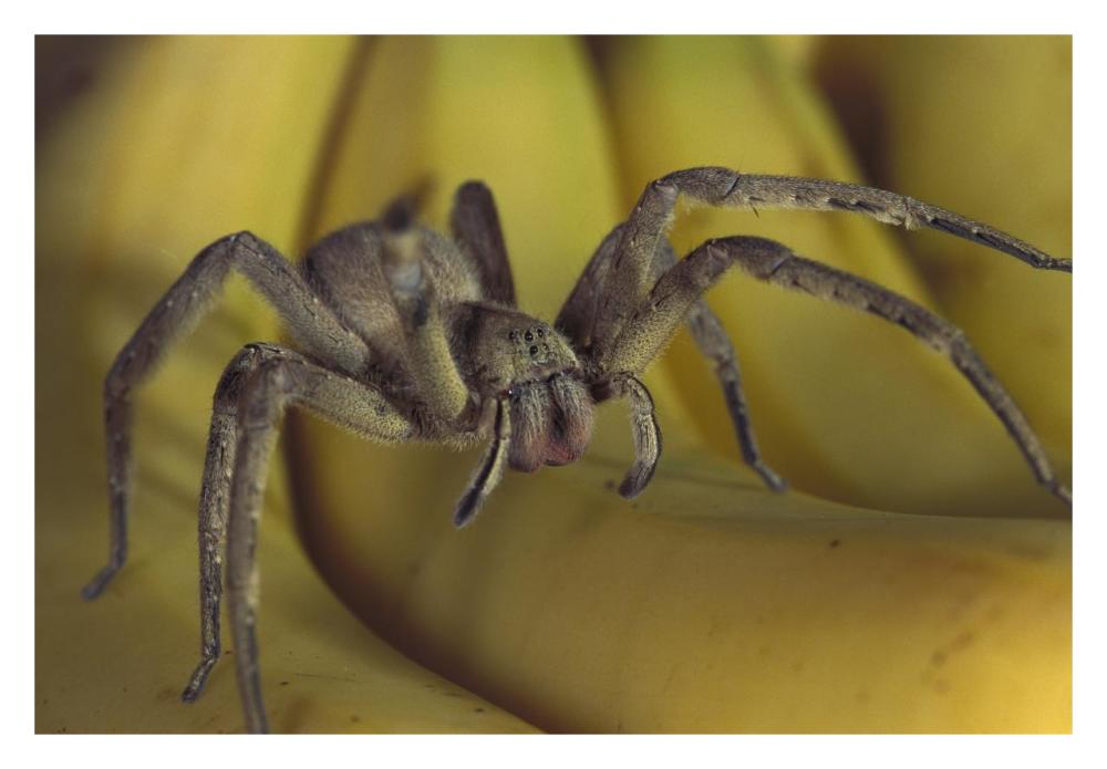 Hunting Spider or Banana Spider walking on Bananas, native to Central America-Paper Art-32"x22"