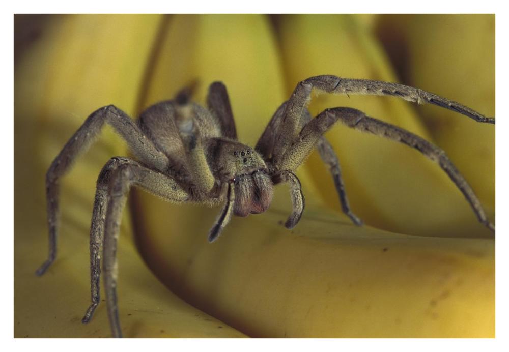 Hunting Spider or Banana Spider walking on Bananas, native to Central America-Paper Art-38"x26"