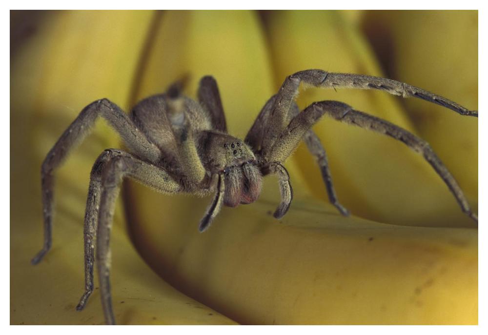 Hunting Spider or Banana Spider walking on Bananas, native to Central America-Paper Art-50"x34"