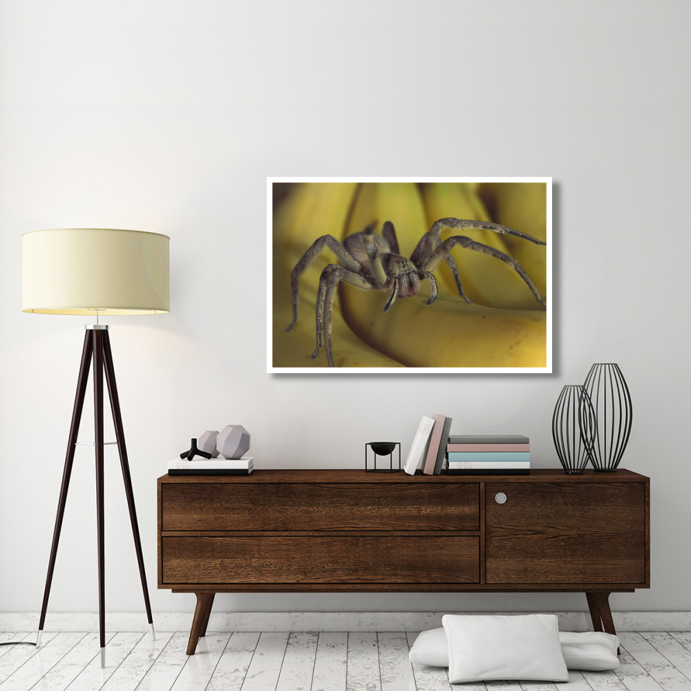 Hunting Spider or Banana Spider walking on Bananas, native to Central America-Paper Art-50&quotx34"
