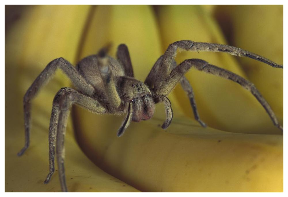 Hunting Spider or Banana Spider walking on Bananas, native to Central America-Paper Art-62"x42"
