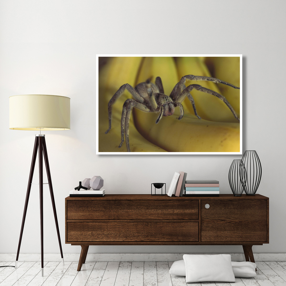 Hunting Spider or Banana Spider walking on Bananas, native to Central America-Paper Art-62&quotx42"