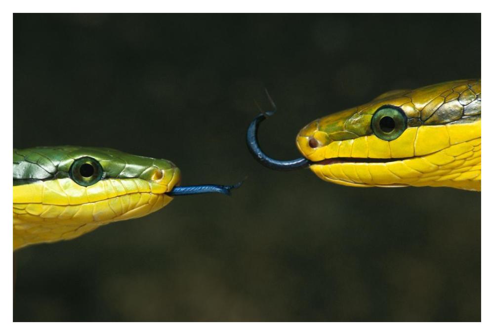 Colubrid Snake two making initial contact, using tongue to identify friend, enemy, or prey-Paper Art-20"x14"