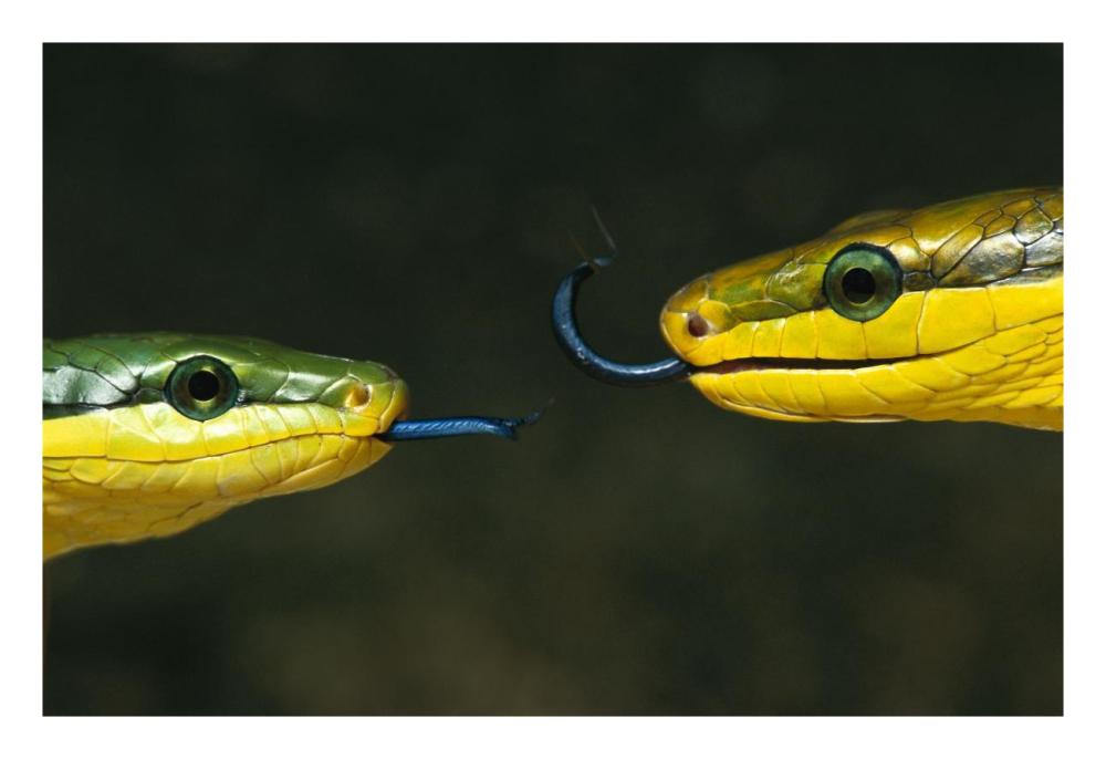 Colubrid Snake two making initial contact, using tongue to identify friend, enemy, or prey-Paper Art-26"x18"