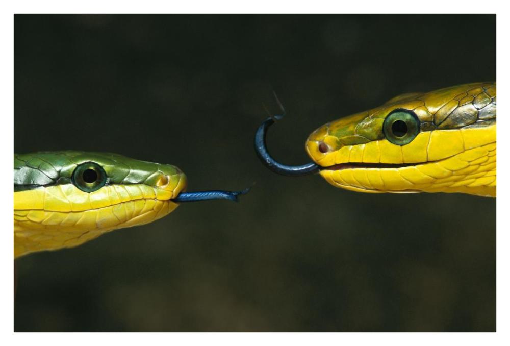 Colubrid Snake two making initial contact, using tongue to identify friend, enemy, or prey-Paper Art-38"x26"