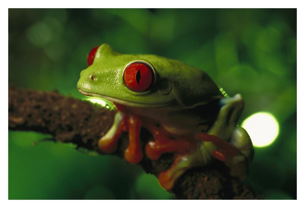 Red-eyed Tree Frog portrait sitting on a twig, native to tropical rainforests of Central America-Paper Art-38"x26"