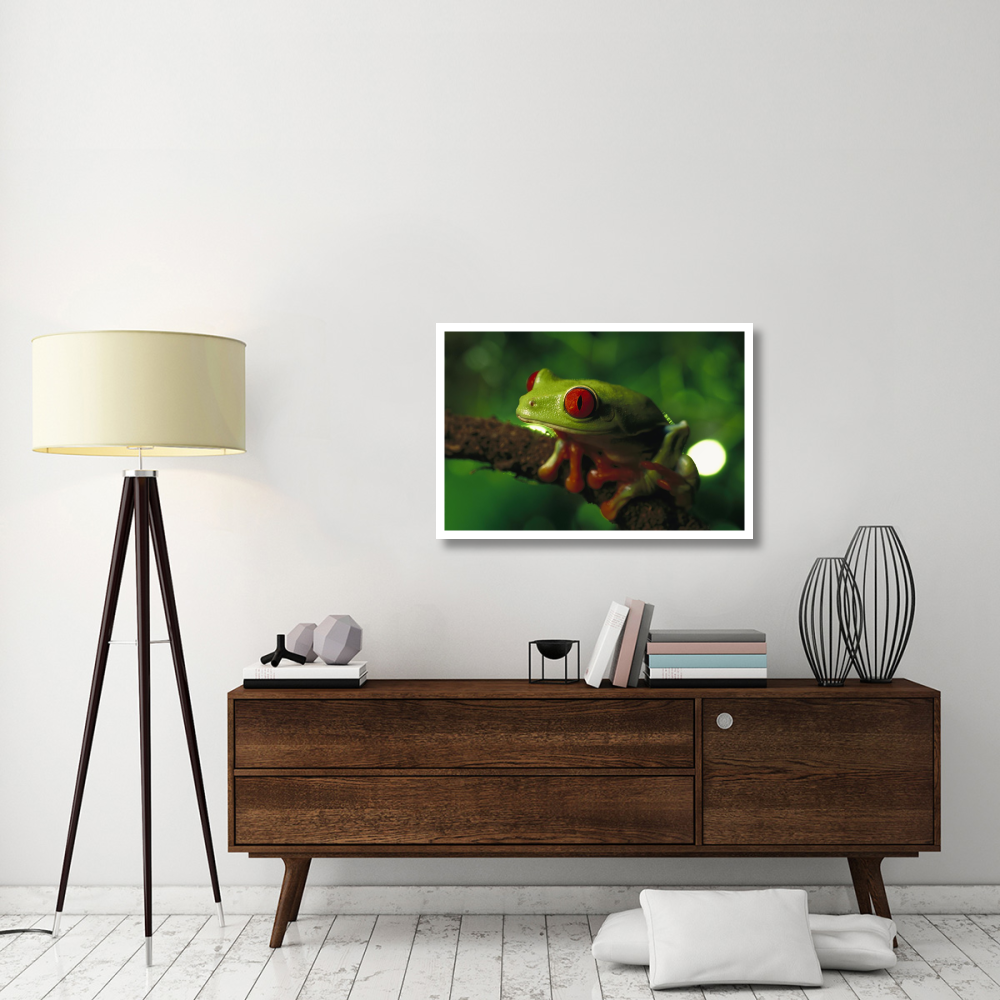 Red-eyed Tree Frog portrait sitting on a twig, native to tropical rainforests of Central America-Paper Art-38&quotx26"