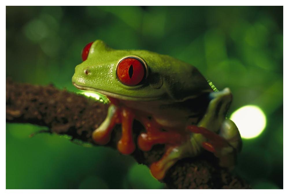 Red-eyed Tree Frog portrait sitting on a twig, native to tropical rainforests of Central America-Paper Art-50"x34"