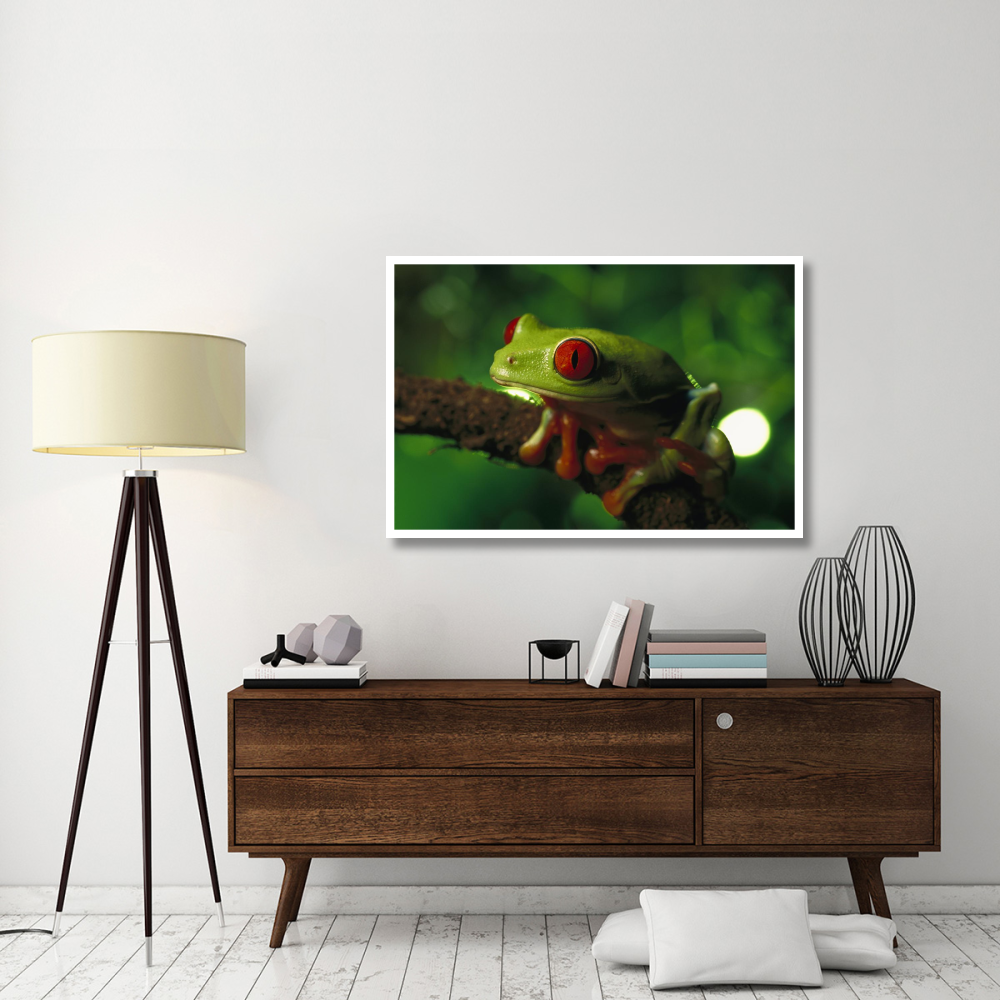 Red-eyed Tree Frog portrait sitting on a twig, native to tropical rainforests of Central America-Paper Art-50&quotx34"