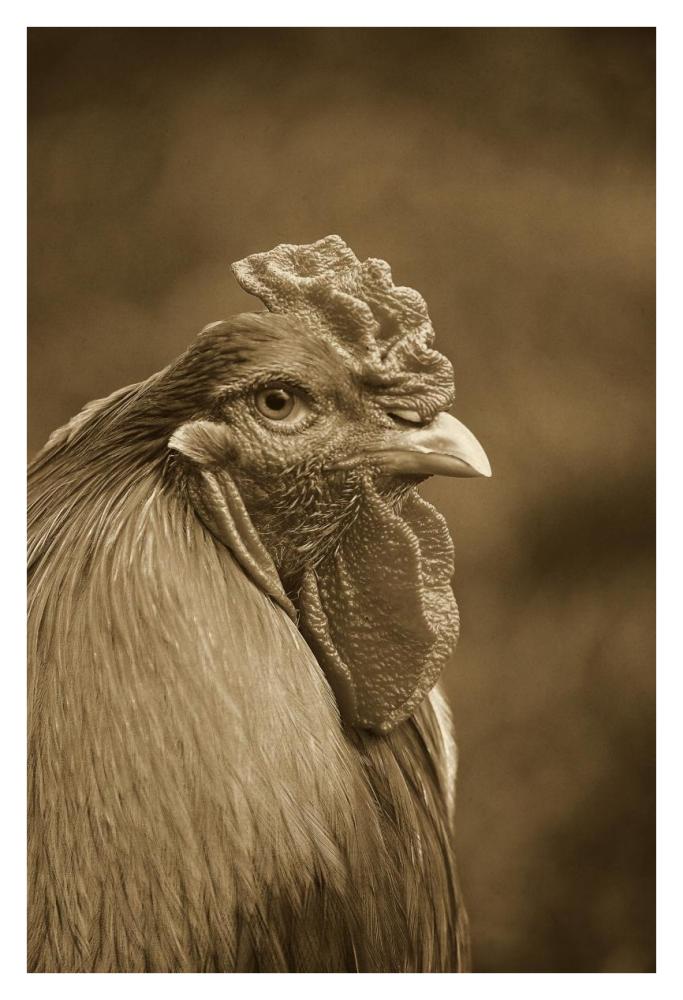 Domestic Chicken, Partridge Brahma, cockerel, close-up of head-Paper Art-26"x38"
