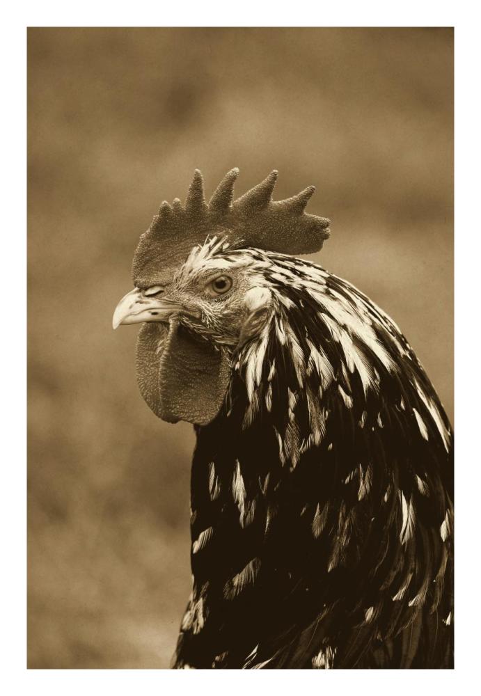 Domestic Chicken, Gournay cockerel, close-up of head, Normandy, France-Paper Art-18"x26"