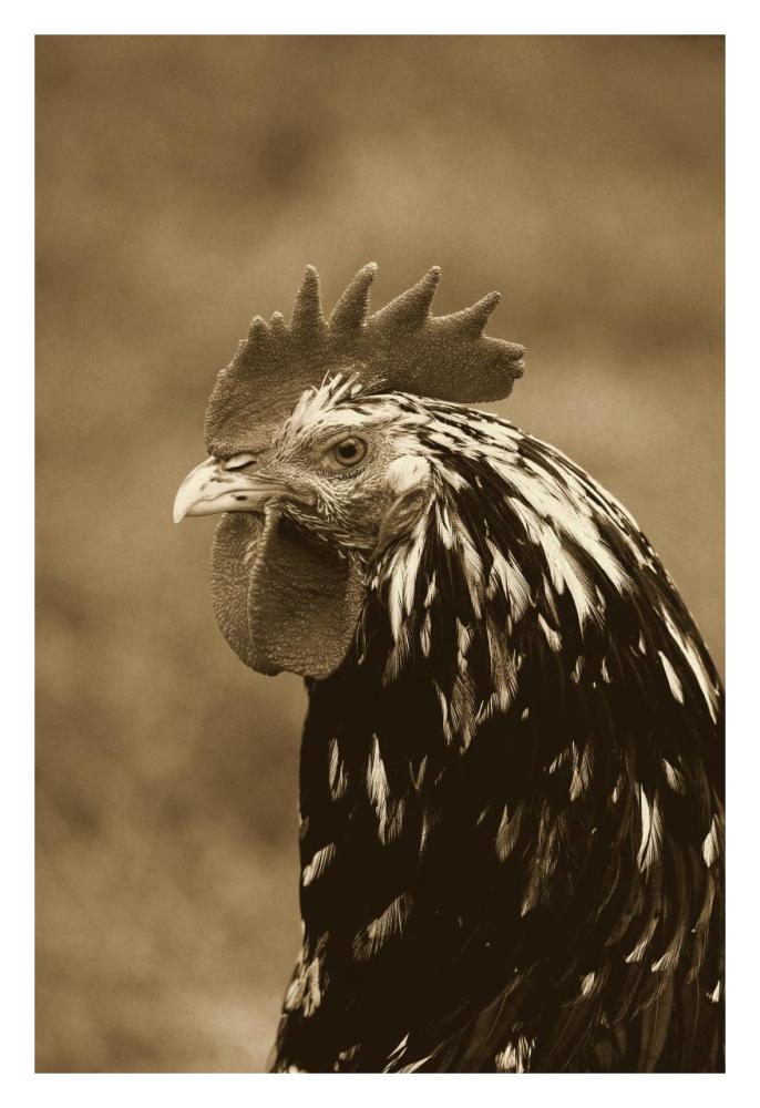 Domestic Chicken, Gournay cockerel, close-up of head, Normandy, France-Paper Art-22"x32"