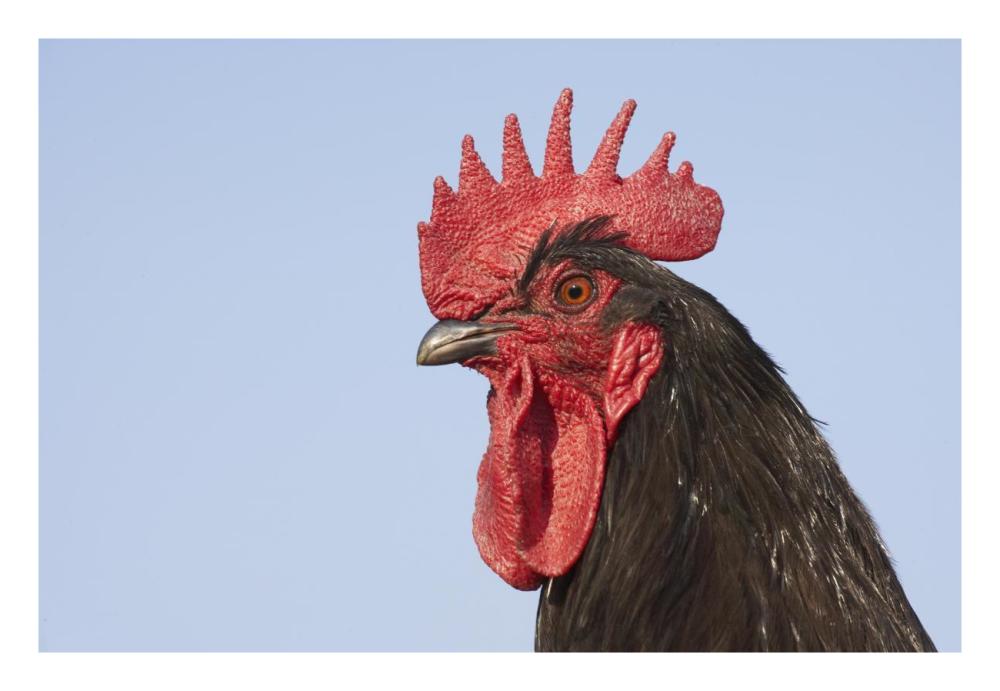 Domestic Chicken - Close-up of cockerel head-Paper Art-26"x18"