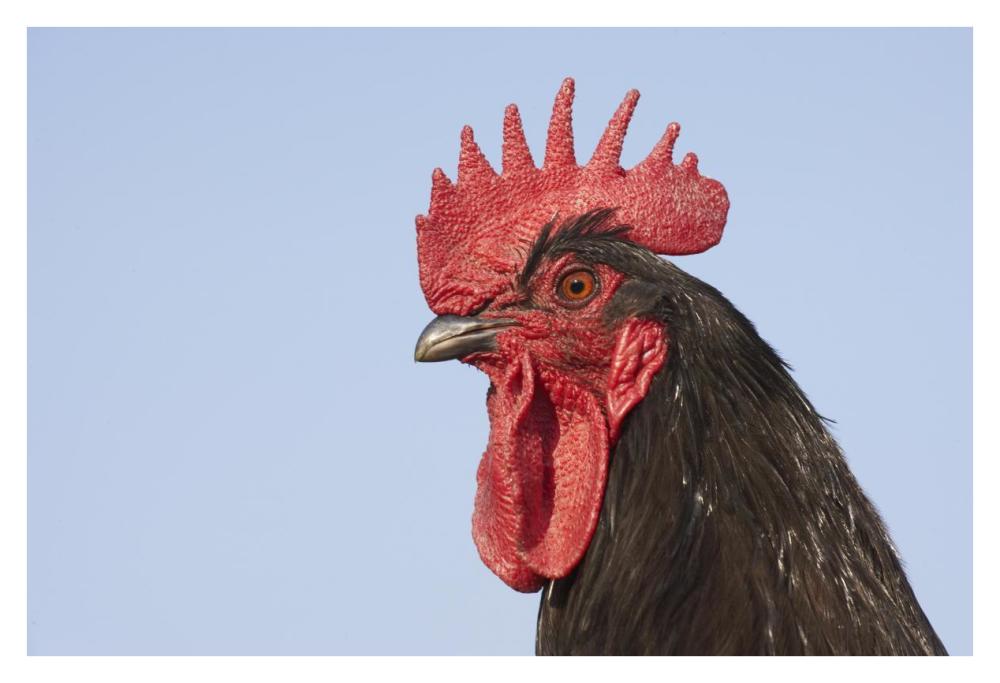Domestic Chicken - Close-up of cockerel head-Paper Art-38"x26"