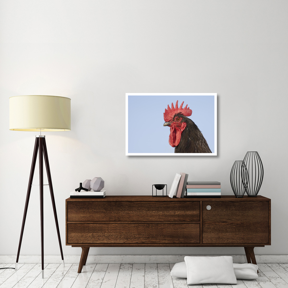 Domestic Chicken - Close-up of cockerel head-Paper Art-38&quotx26"