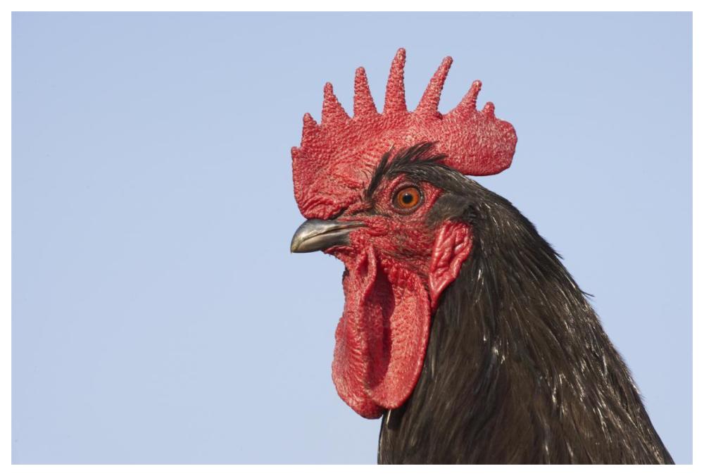 Domestic Chicken - Close-up of cockerel head-Paper Art-62"x42"