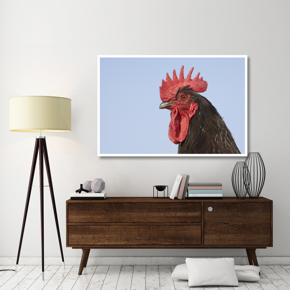 Domestic Chicken - Close-up of cockerel head-Paper Art-62&quotx42"