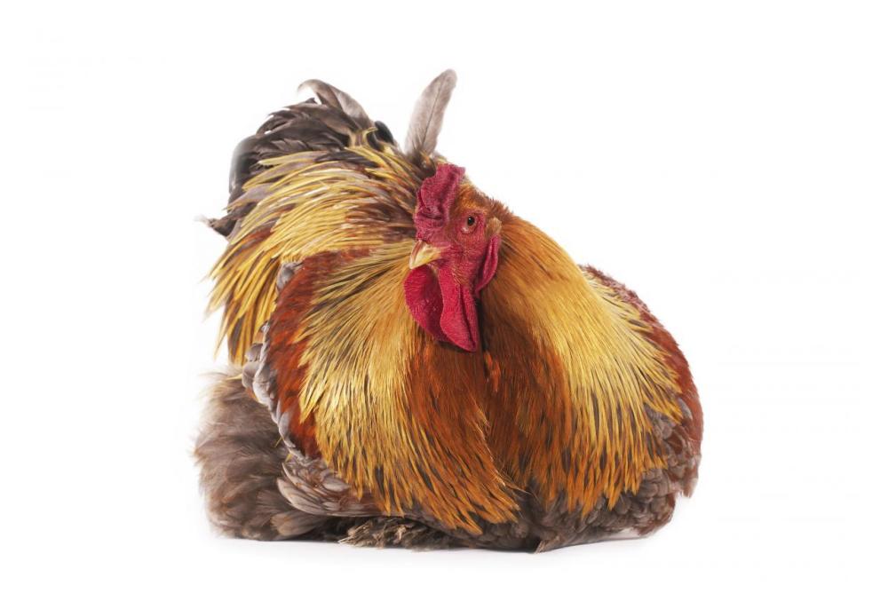 Domestic Chicken, Partridge Brahma, cockerel, sitting-Paper Art-32"x22"