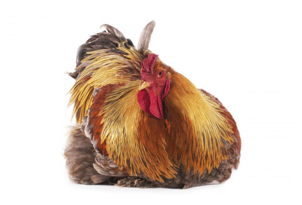 Domestic Chicken, Partridge Brahma, cockerel, sitting-Paper Art-50"x34"