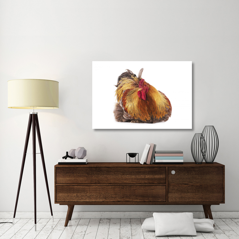 Domestic Chicken, Partridge Brahma, cockerel, sitting-Paper Art-50&quotx34"