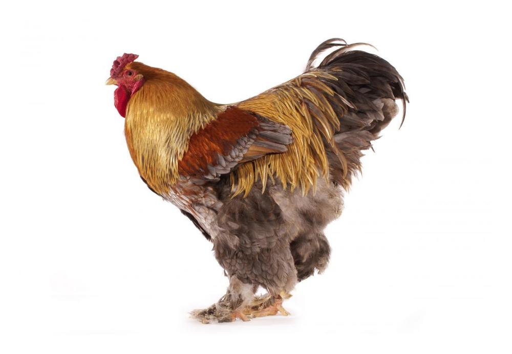 Domestic Chicken, Partridge Brahma, cockerel, standing-Paper Art-26"x18"