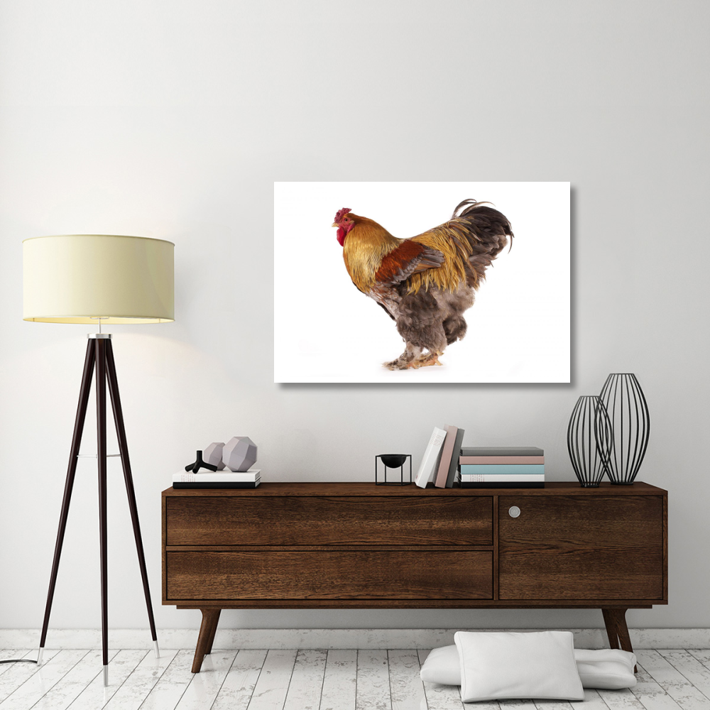Domestic Chicken, Partridge Brahma, cockerel, standing-Paper Art-50&quotx34"