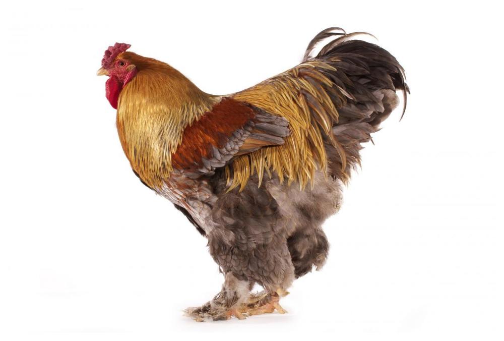 Domestic Chicken, Partridge Brahma, cockerel, standing-Paper Art-62"x42"
