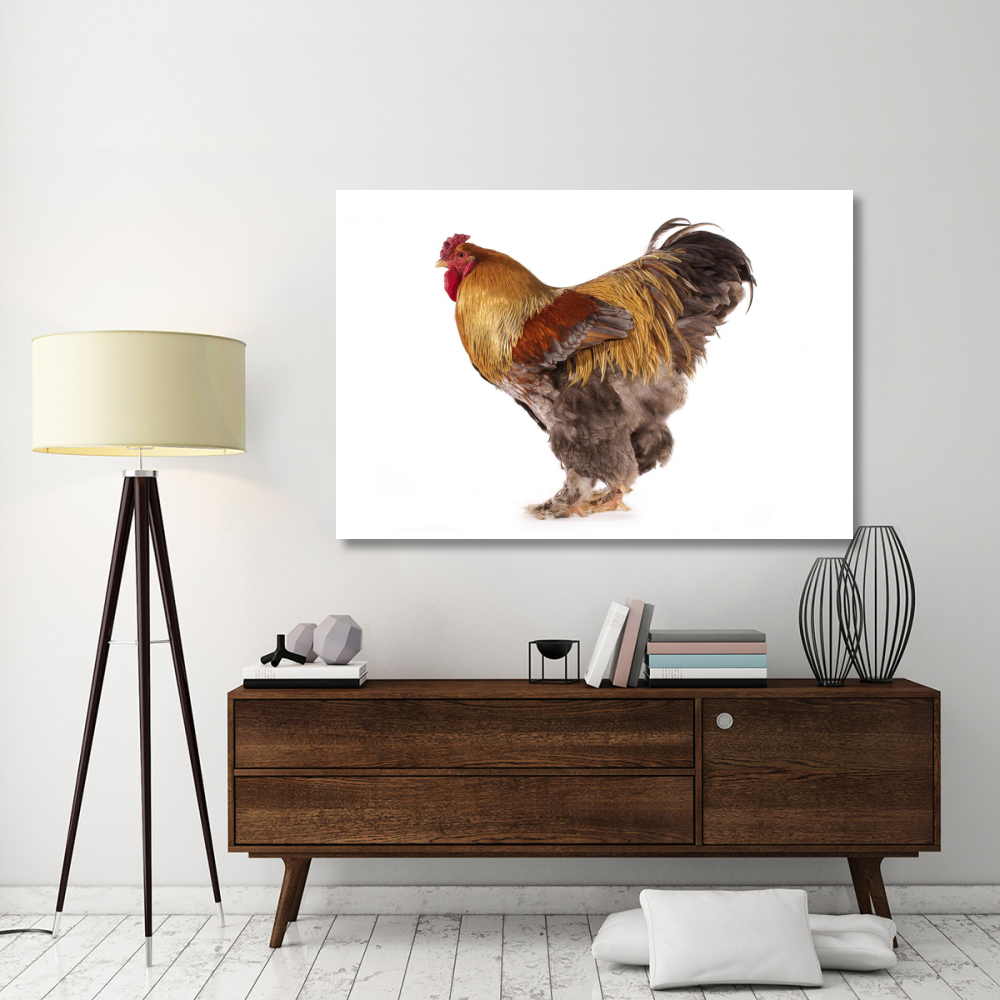Domestic Chicken, Partridge Brahma, cockerel, standing-Paper Art-62&quotx42"