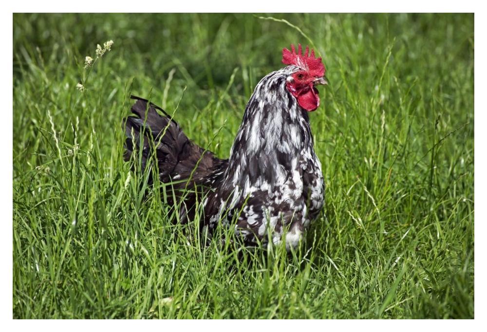Domestic Chicken, Braekel, cockerel, standing in grass-Paper Art-20"x14"