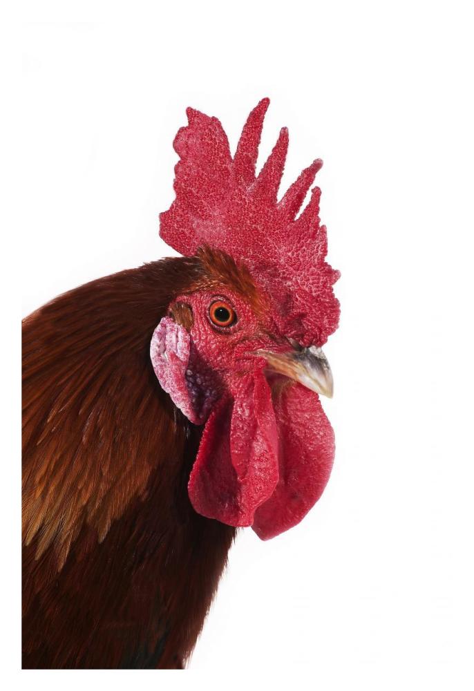 Domestic Chicken, Gaulois Dore, cockerel, close-up of head-Paper Art-22"x32"