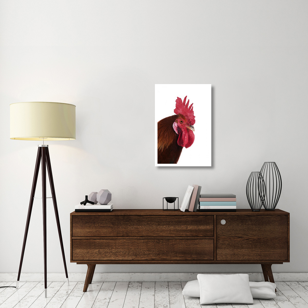 Domestic Chicken, Gaulois Dore, cockerel, close-up of head-Paper Art-22&quotx32"