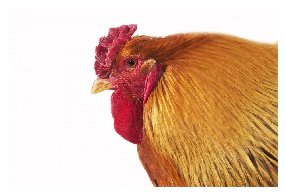 Domestic Chicken, Partridge Brahma, cockerel, close-up of head-Paper Art-20"x14"