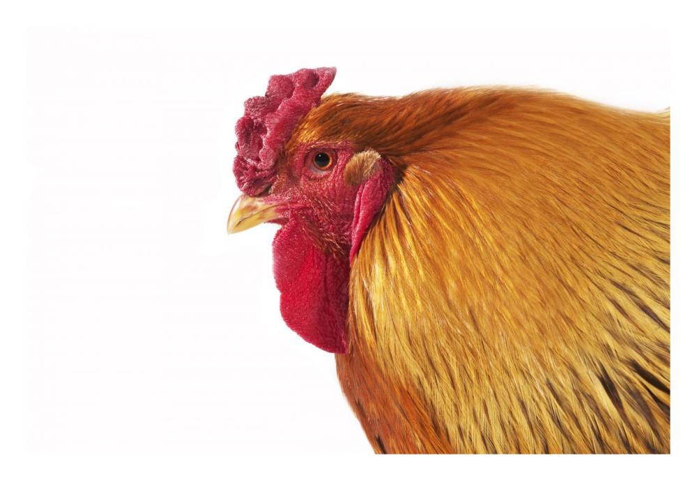 Domestic Chicken, Partridge Brahma, cockerel, close-up of head-Paper Art-26"x18"