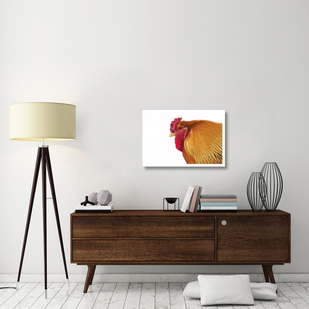 Domestic Chicken, Partridge Brahma, cockerel, close-up of head-Paper Art-32&quotx22"