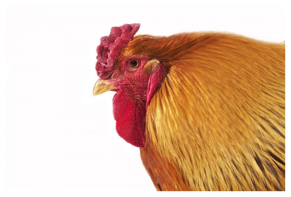 Domestic Chicken, Partridge Brahma, cockerel, close-up of head-Paper Art-50"x34"