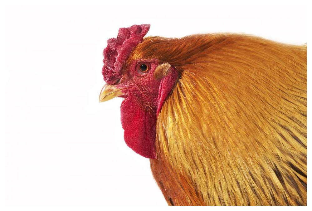 Domestic Chicken, Partridge Brahma, cockerel, close-up of head-Paper Art-62"x42"