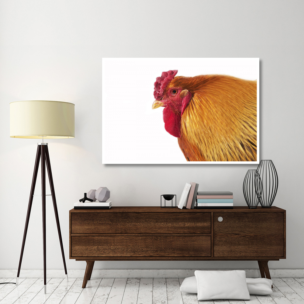 Domestic Chicken, Partridge Brahma, cockerel, close-up of head-Paper Art-62&quotx42"