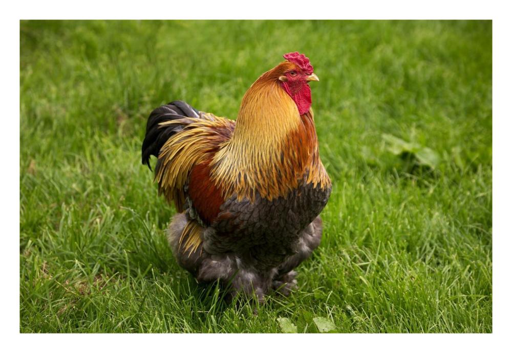 Domestic Chicken, Partridge Brahma, cockerel, standing on grass-Paper Art-26"x18"