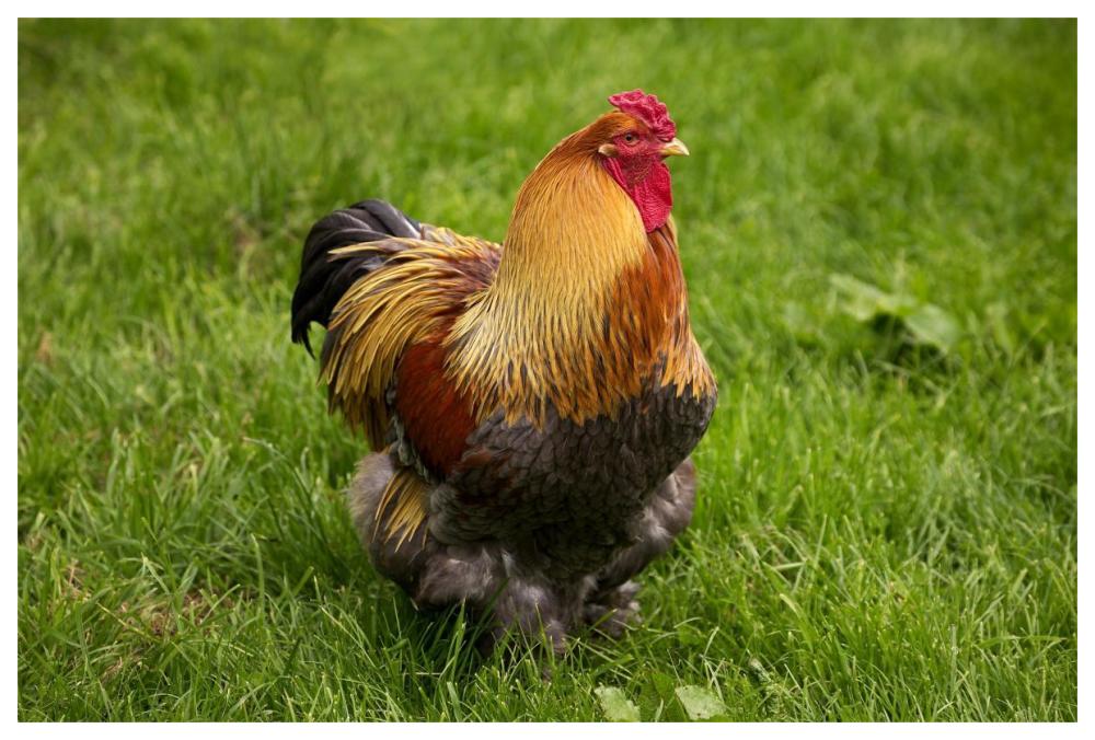 Domestic Chicken, Partridge Brahma, cockerel, standing on grass-Paper Art-62"x42"
