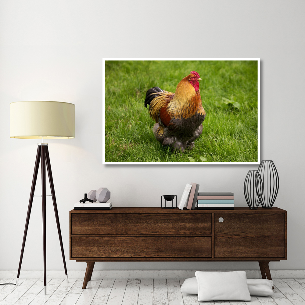 Domestic Chicken, Partridge Brahma, cockerel, standing on grass-Paper Art-62&quotx42"
