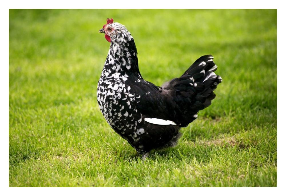 Domestic Chicken, Gournay hen, standing on grass, Normandy, France-Paper Art-32"x22"