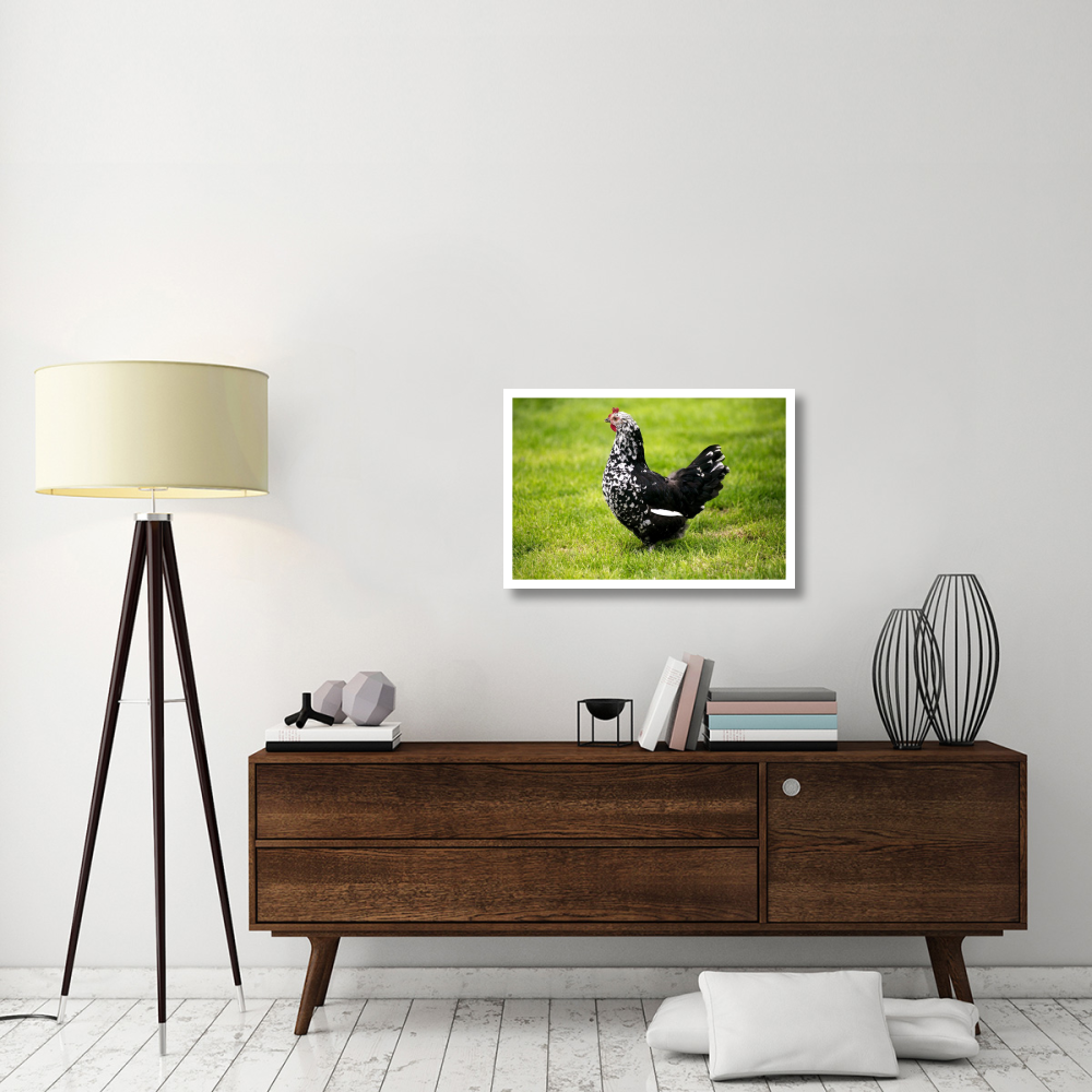 Domestic Chicken, Gournay hen, standing on grass, Normandy, France-Paper Art-32&quotx22"