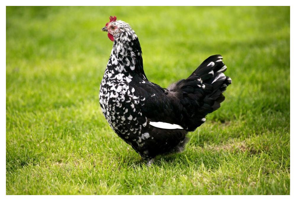 Domestic Chicken, Gournay hen, standing on grass, Normandy, France-Paper Art-50"x34"